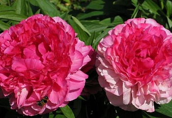 фото: Пион Rose Heart Пион Rose Heart