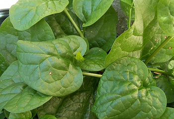 Шпинат Spinach Red Malabar 