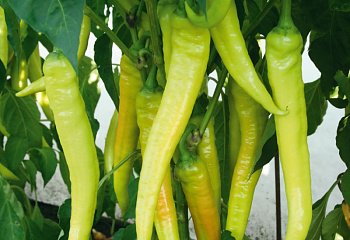 Перец острый Hot pepper Lombardo 