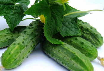 Огурец Cucumber Regal 