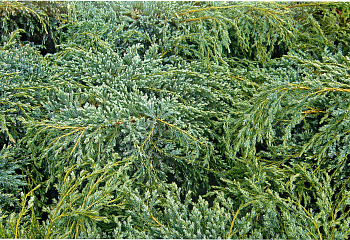 фото: Можжевельник скальный Repens Можжевельник скальный Repens