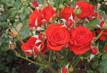 Роза Rósa Red Diadem 