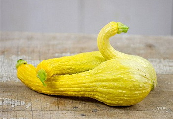 Тыква Squash Crookneck Early Golden Summer Squash 