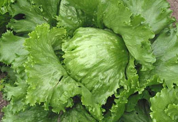 Салат Lettuce Mirette 