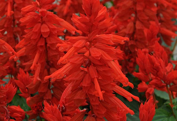 Сальвия Salvia Jewel  Red 