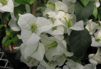 Бугенвиллия или Бумажный цветок  Bougainvillea White Cascade 