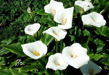 Калла Cаlla Aethiopica 
