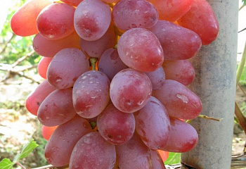 Виноград плодовый Vitis vinifera Лаура