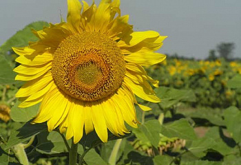 Подсолнечник Sunflower Tisa 