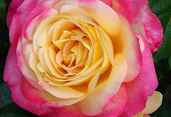 Роза Rósa Pullman Orient Express 