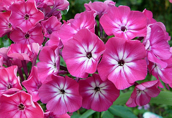 Флокс Phlox Alexandra 