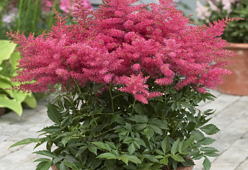 Астильба Astilbe Unique cherry red 