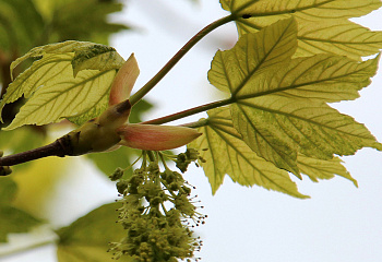 Клён ложноплатановый Acer pseudoplatanus Leopoldii 