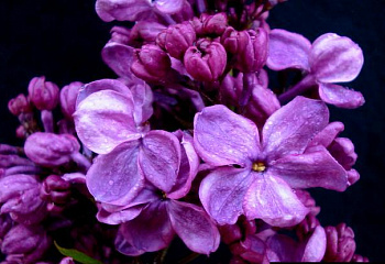 сирень обыкновенная Doctor Brethour 