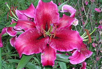 Лилия Lílium Cobra 