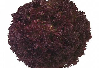 Салат Lettuce Concorde 
