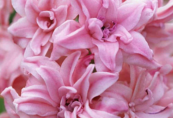 Гиацинт Hyacinthus Rosette 