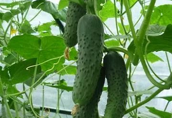 Огурец Cucumber Pasalimo 