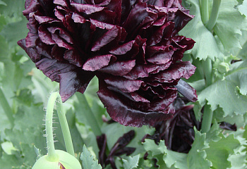 Мак Papaver Black peony 
