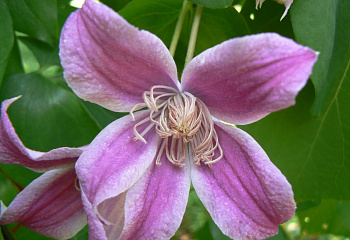 Клематис Clématis Catherine Clanwilliam 