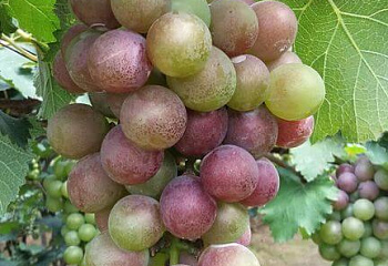 Виноград плодовый Vitis vinifera Амирхан