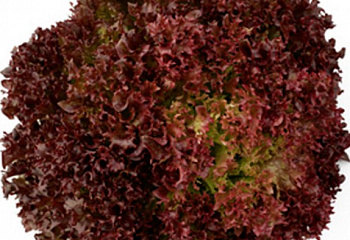 Салат Lettuce Salanova Red Incised Leaf 