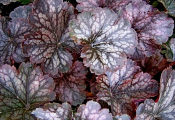 Гейхера  Heuchera Saturn 
