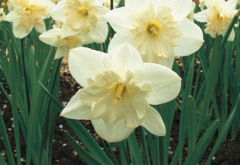 Нарцисс Narcissus Mount Hood 