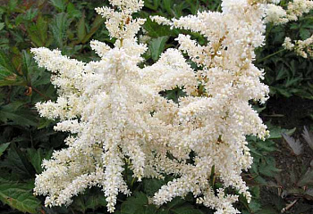 Астильба Astilbe Deutschland 