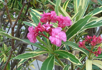 Олеандр обыкновенный  Nerium oleander Variegata 