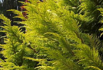 Кипарисовик Лавсона Chamaecyparis lawsoniana Alumigold 