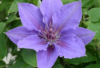 Клематис Clématis Edda 