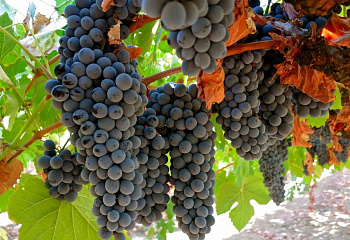 Виноград винный Vitis vinifera  Touriga Nacional