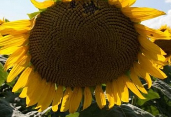 Подсолнечник Sunflower Pan 901 