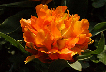 Тюльпан Túlipa Willem Van Oranje 