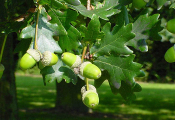 Дуб черешчатый Quercus robur Asplenifolia 
