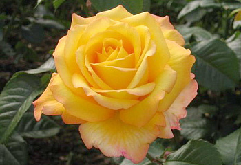 Роза Rósa Peer Gynt 