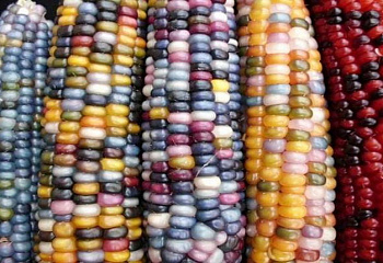 Кукуруза Sweetcorn Wades Giant Indian Flint Corn 