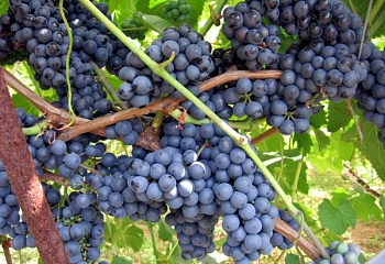 Виноград винный Vitis vinifera Regent