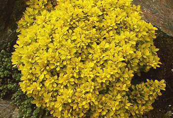 Барбарис Тунберга Berberis thunbergii Goldalita 