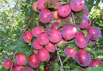 Алыча Prunus divaricataм Асолода