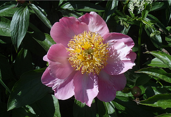 Пион Silver Dawn F3 Mix 