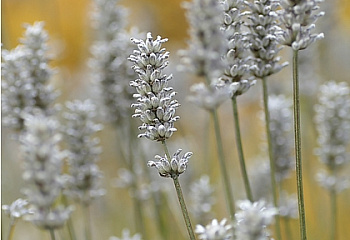 Лаванда Lavandula Ellegance Ice 