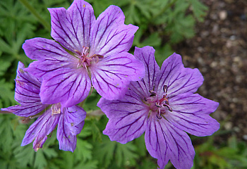 Герань Geranium Mayflower 