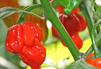 Перец острый Hot pepper Trinidad Scorpion Red 