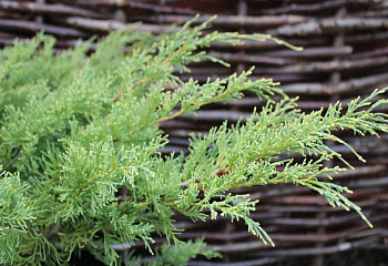 Можжевельник Juníperus Sulphur Spray 