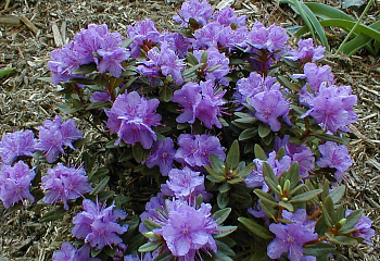 Рододендрон Purple Gem 