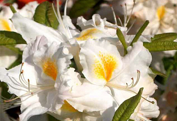 Азалия (рододендрон листопадный) Azalea Schneegold 
