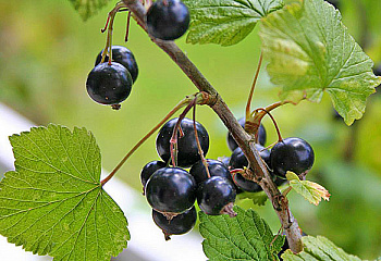 смородина черная Ores