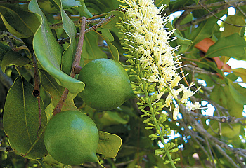 Орех Макадамия Macadamia integrifolia 
